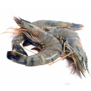 Semi IQF Raw Head On Black Tiger Prawns 16/20 600g