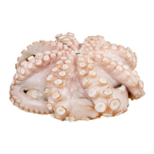 Spanish Octopus 1-2kg 90% Glaze