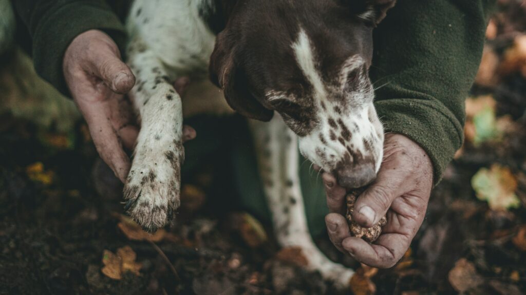 Truffle search season at Urbani and ZainoFood UK