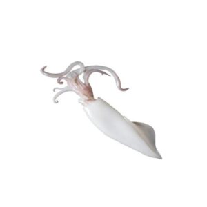 Iqf raw cleaned baby squid 10/20 800gr net