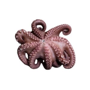 Portuguese octopus 1-2kg